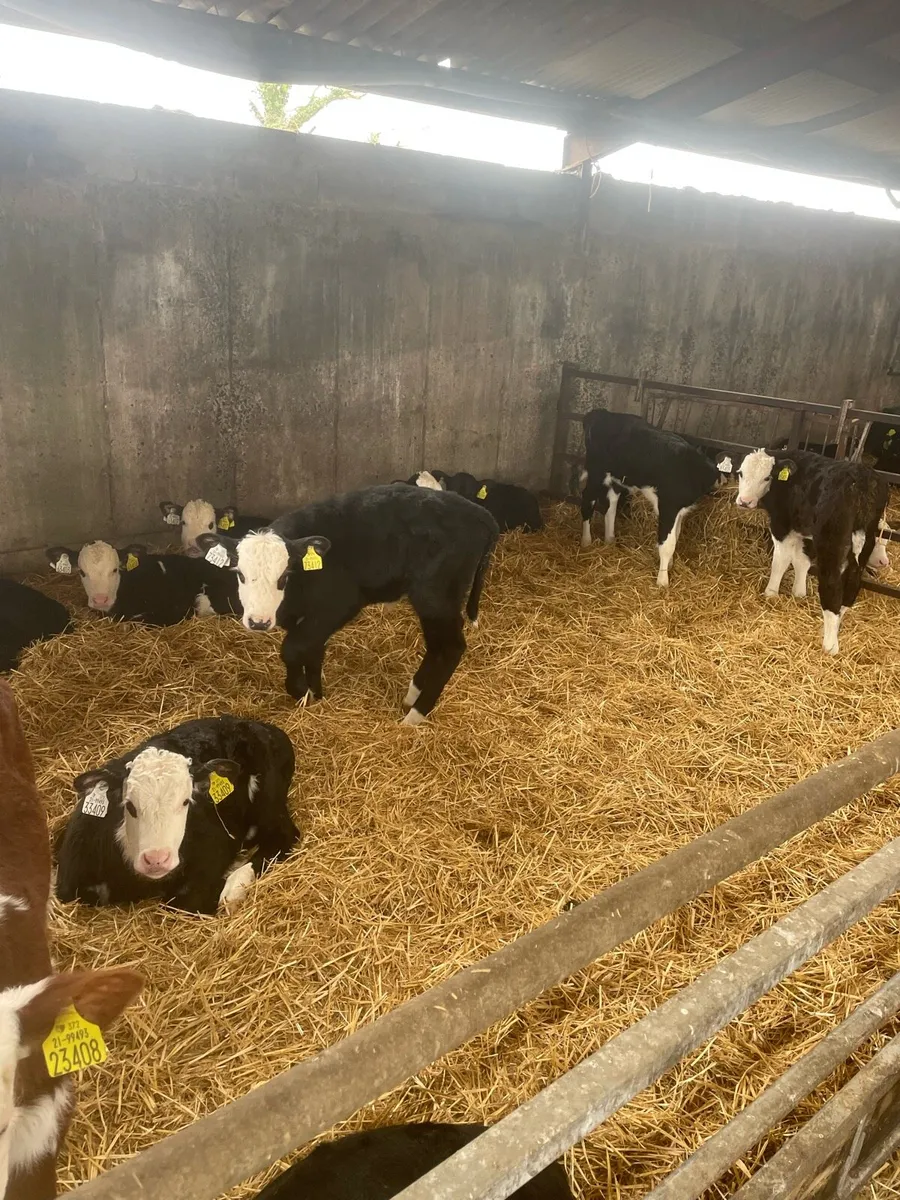 Beef calves - Image 2