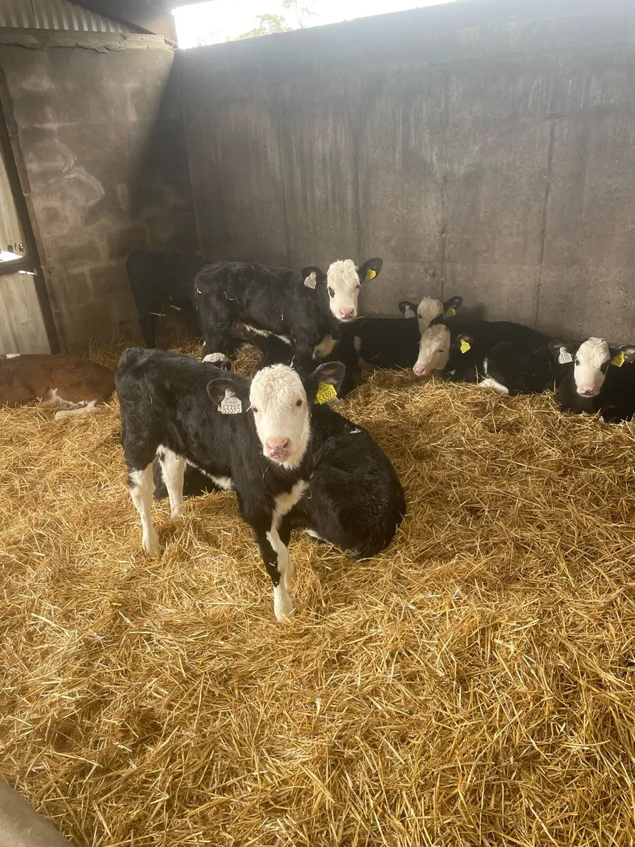 Beef calves - Image 3
