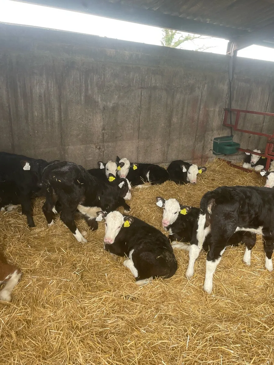 Beef calves - Image 4