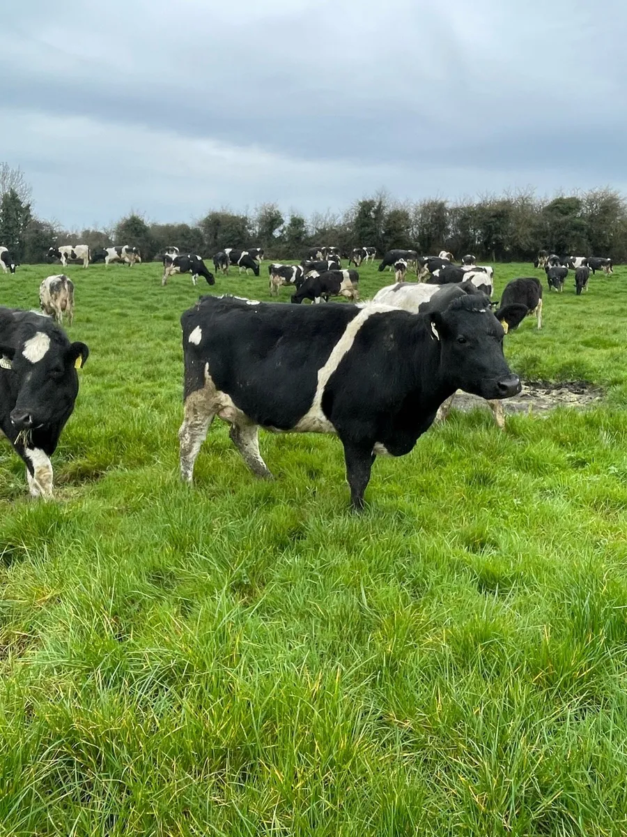 Freisan heifers - Image 3