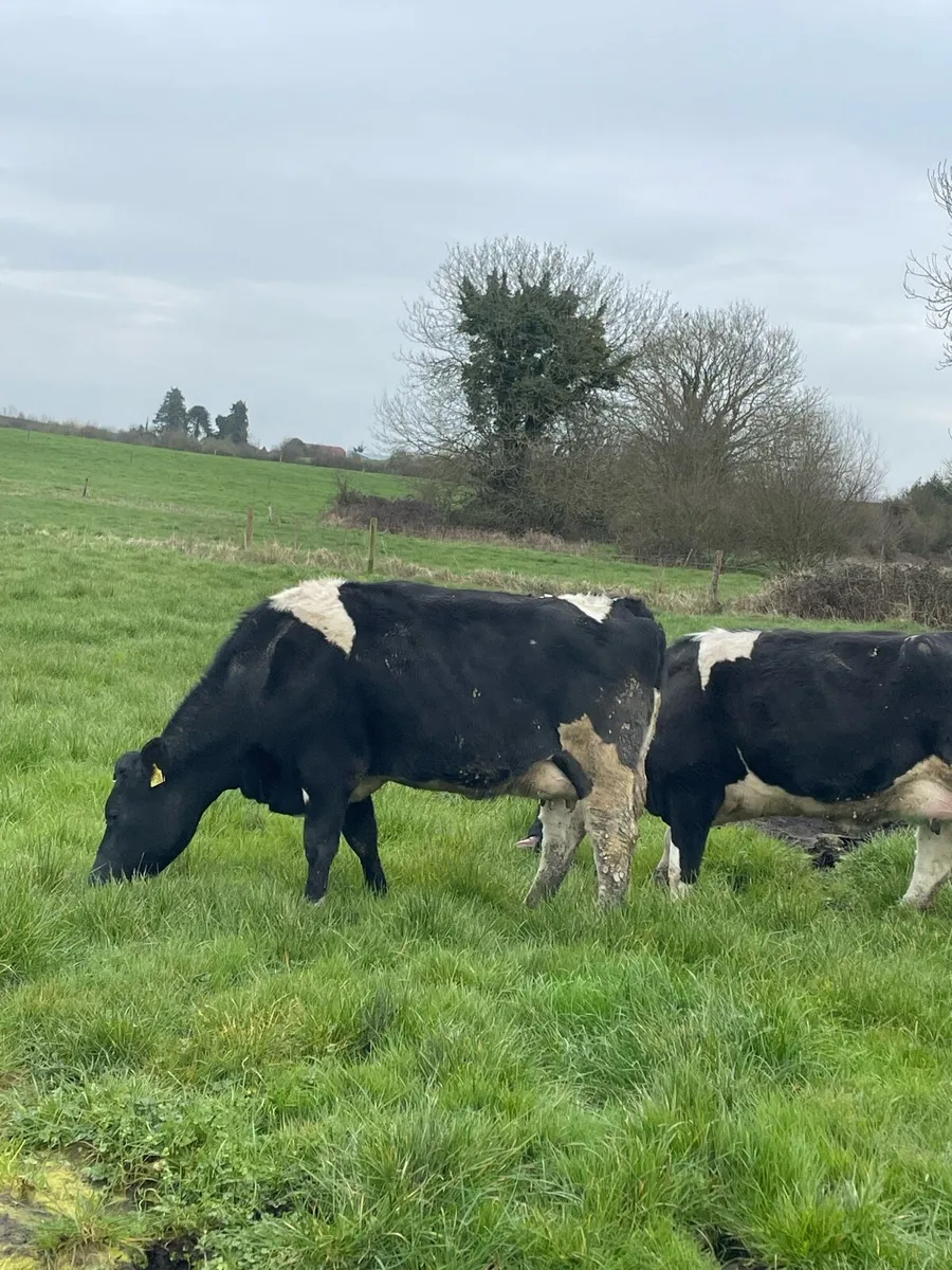 Freisan heifers - Image 4