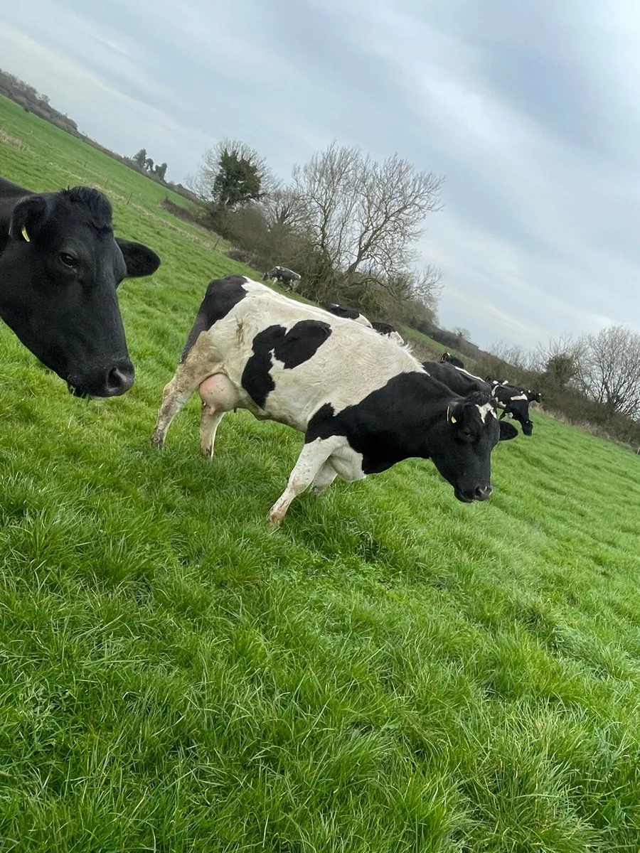 Freisan heifers - Image 1