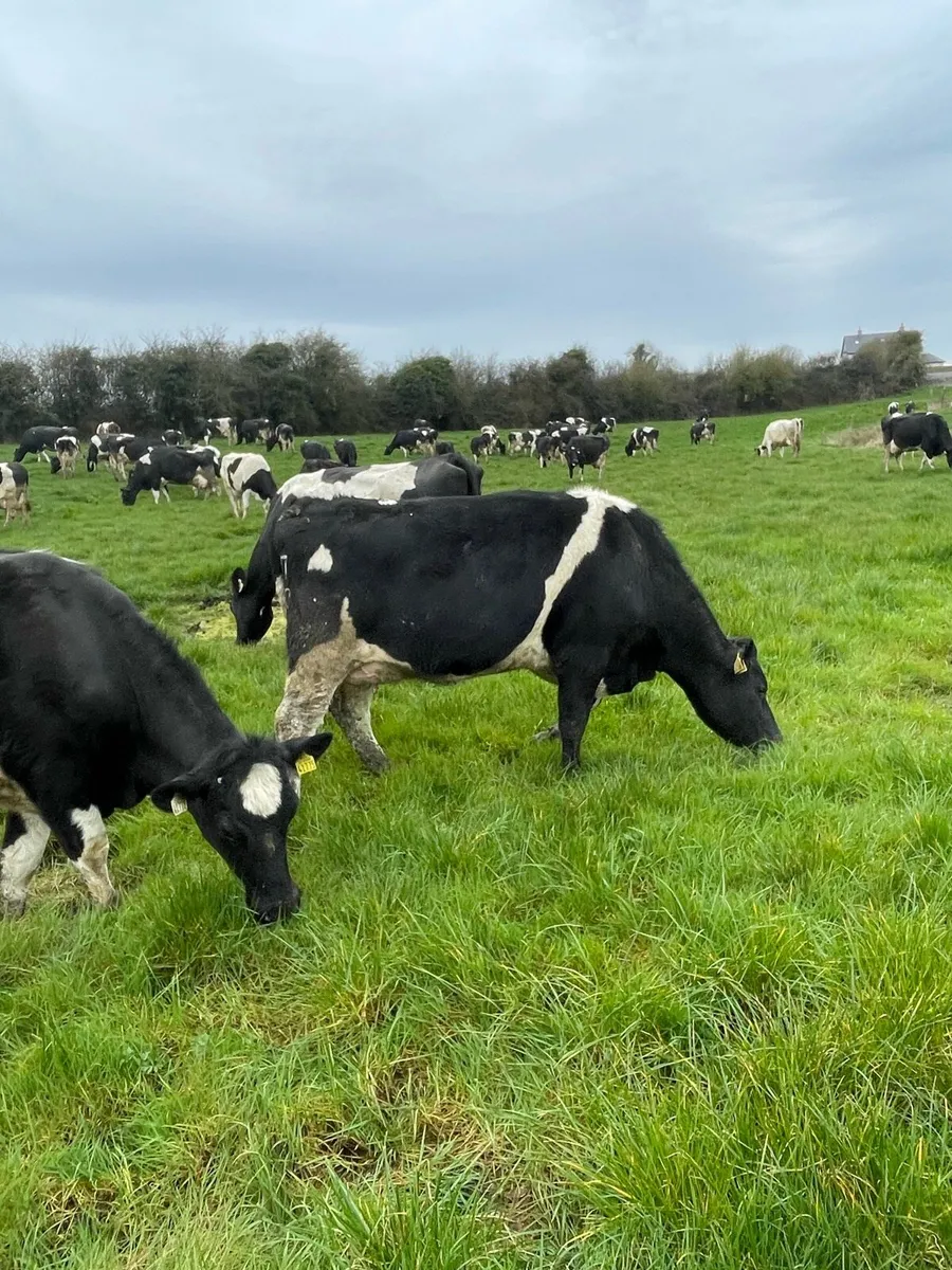 Freisan heifers - Image 2