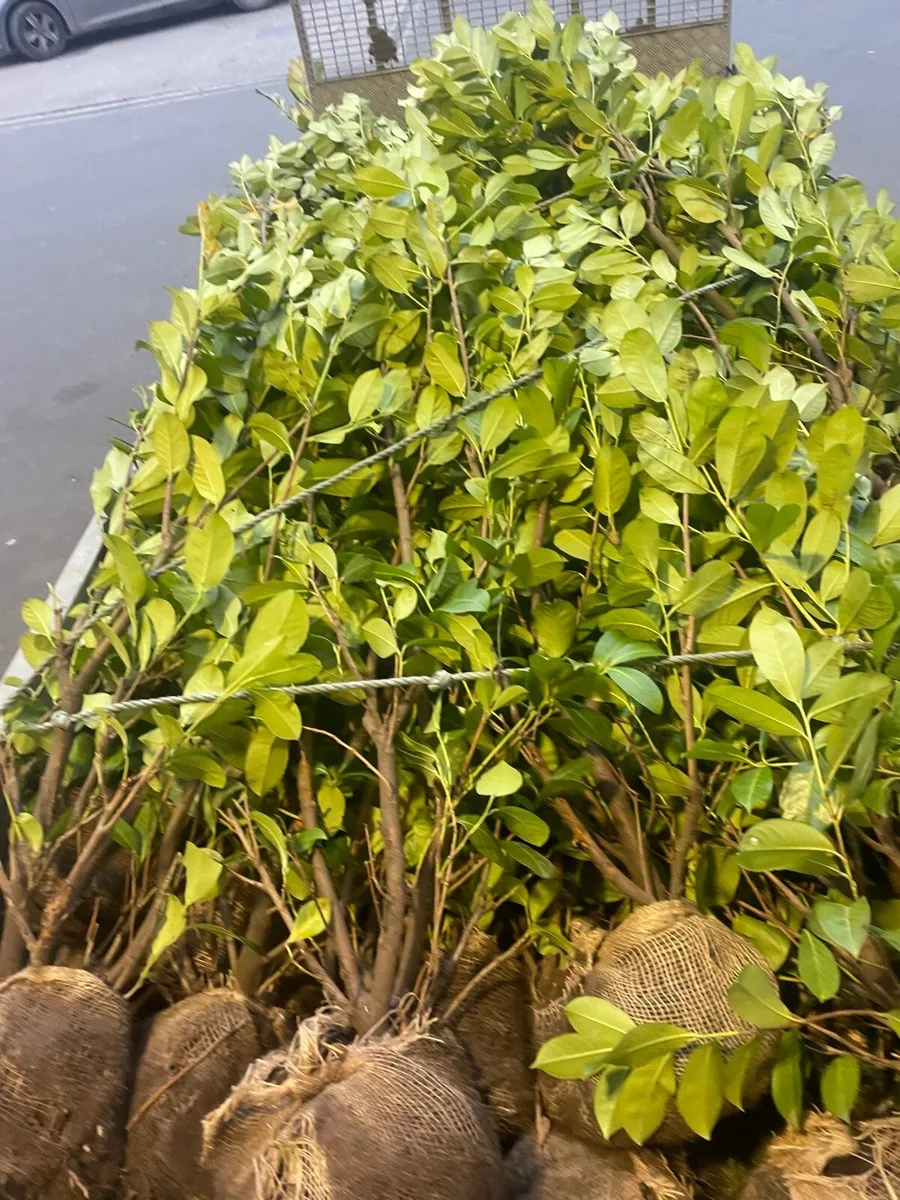 Mature  laurels 6ft - Image 1