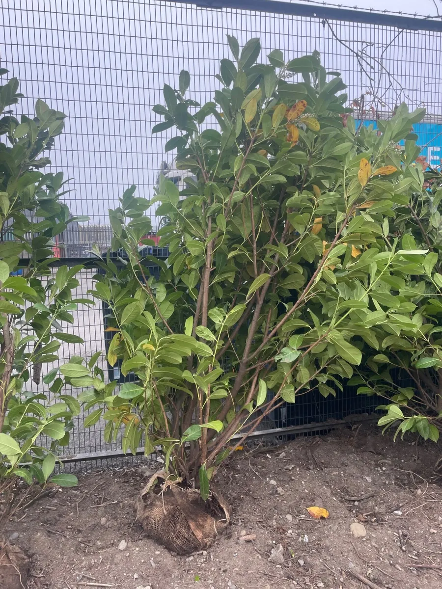 Mature  laurels 6ft - Image 2