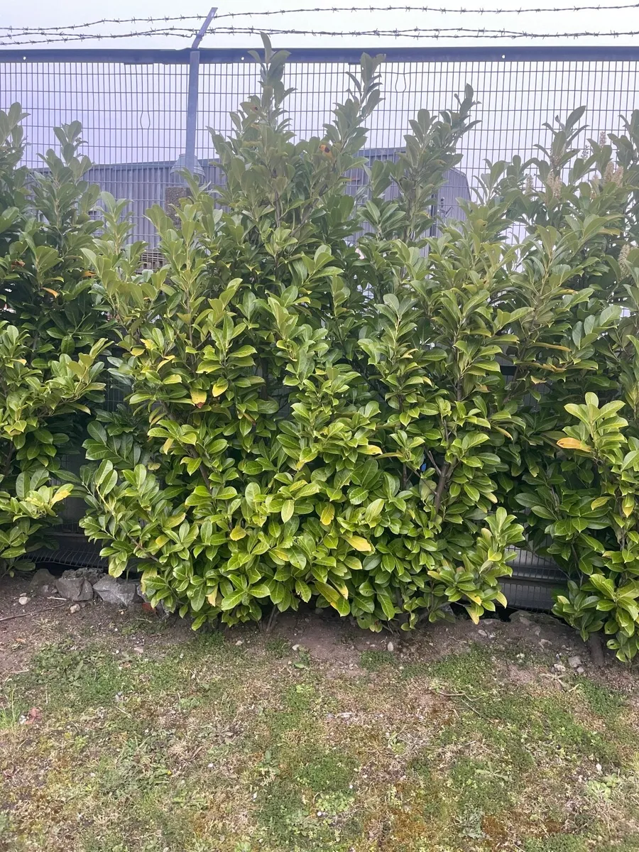 Mature  laurels 6ft - Image 3