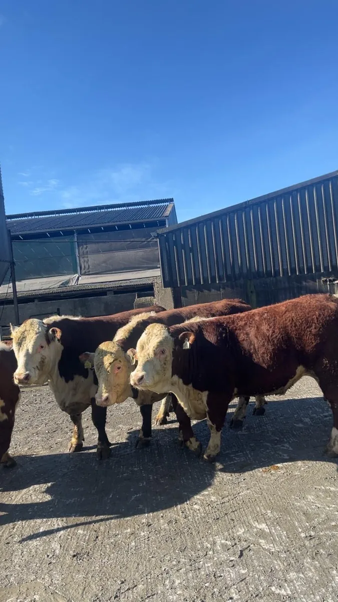 Hereford bulls - Image 1