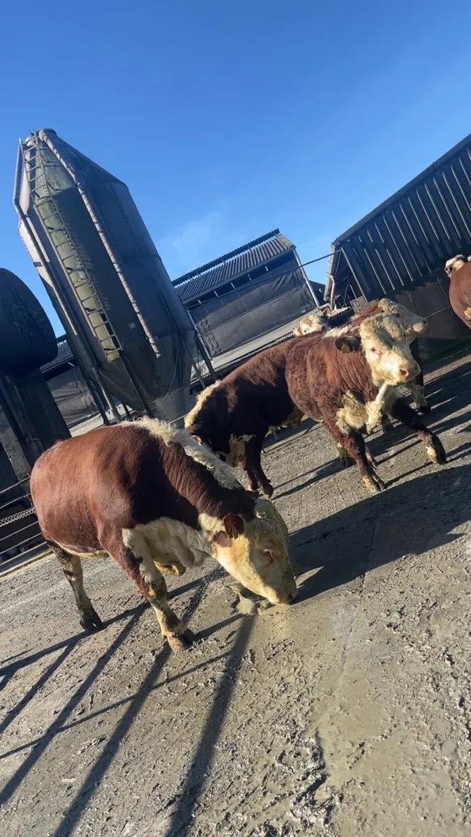 Hereford bulls - Image 2