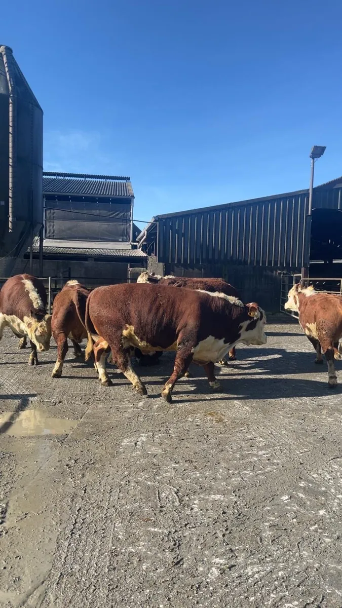 Hereford bulls - Image 3