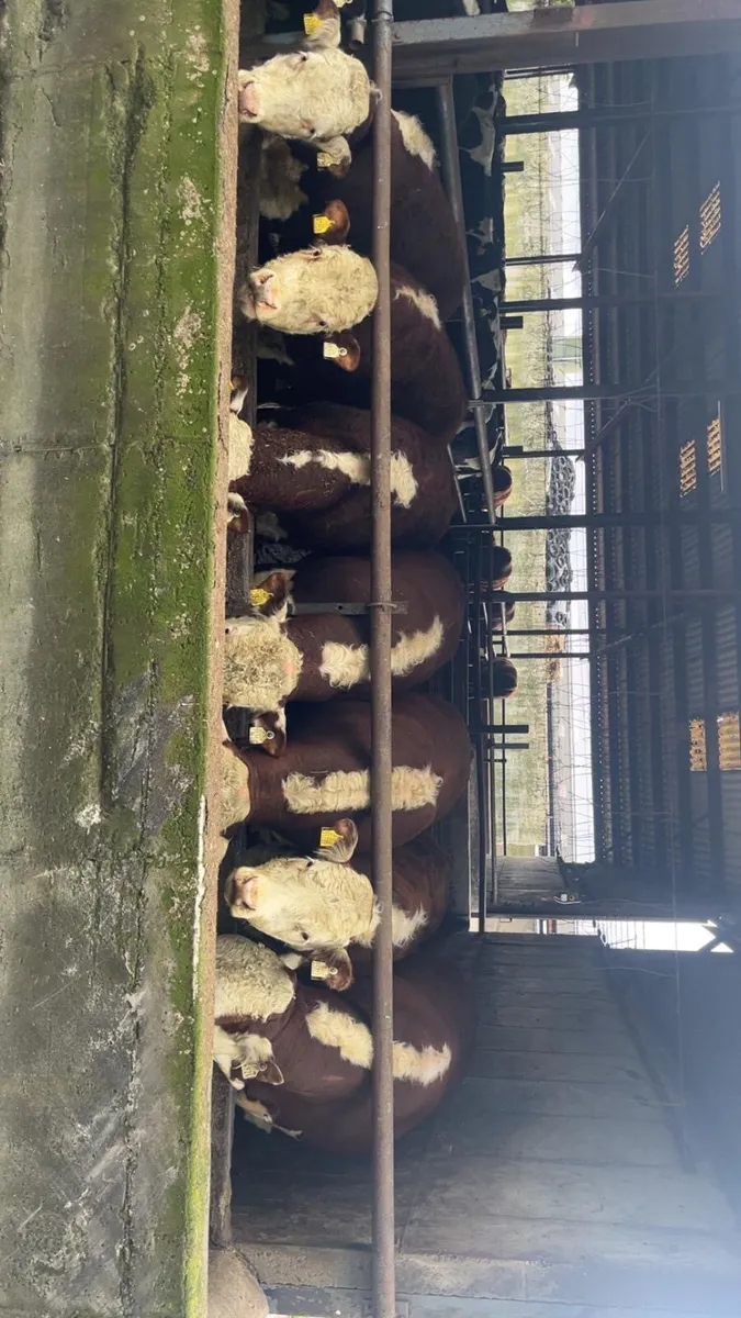 Hereford bulls - Image 4