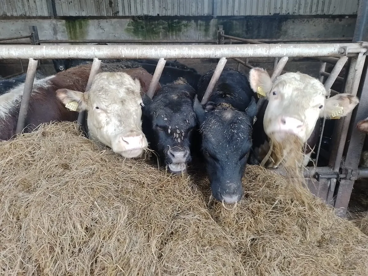 Pure Bred Angus & Hereford Bulls - Image 1