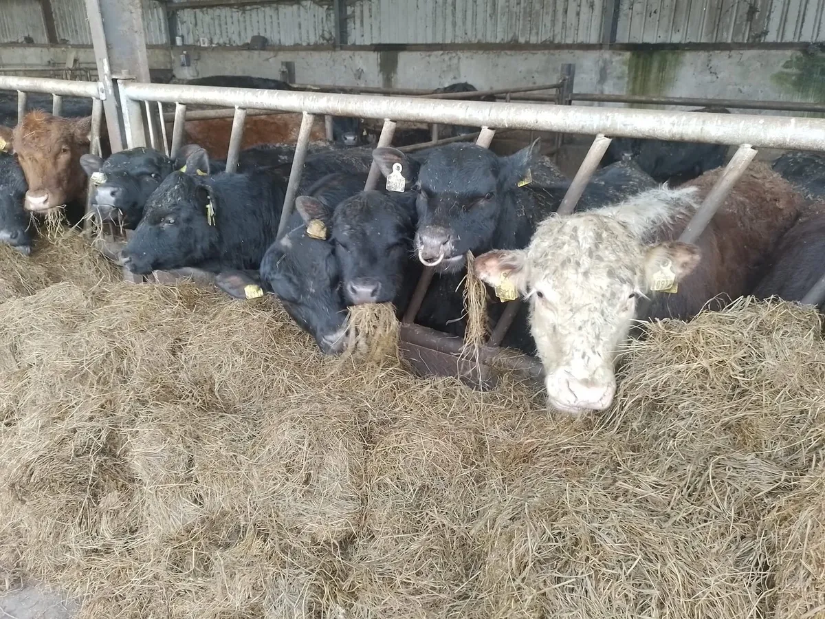 Pure Bred Angus & Hereford Bulls - Image 2