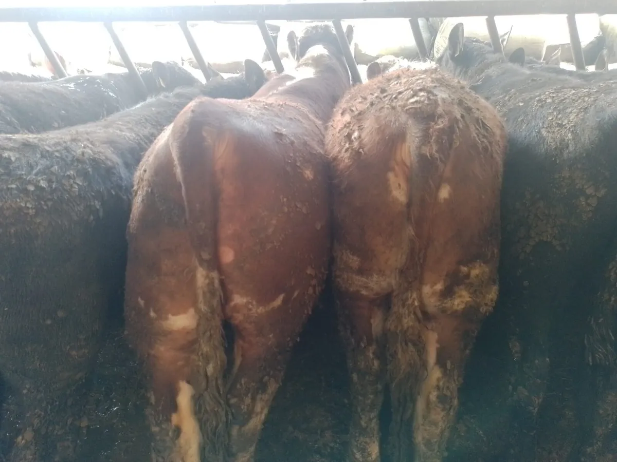 Pure Bred Angus & Hereford Bulls - Image 3