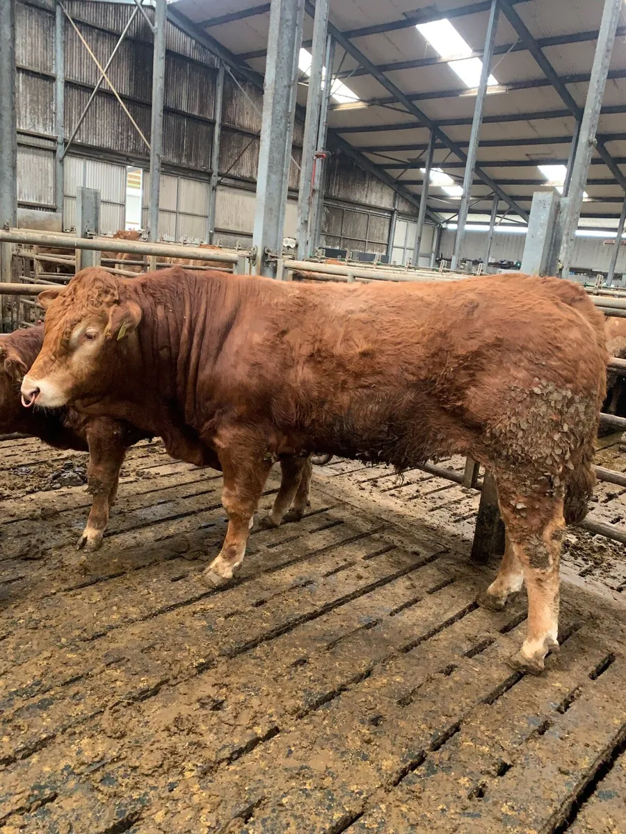 PBR Limousine Bull - Image 2