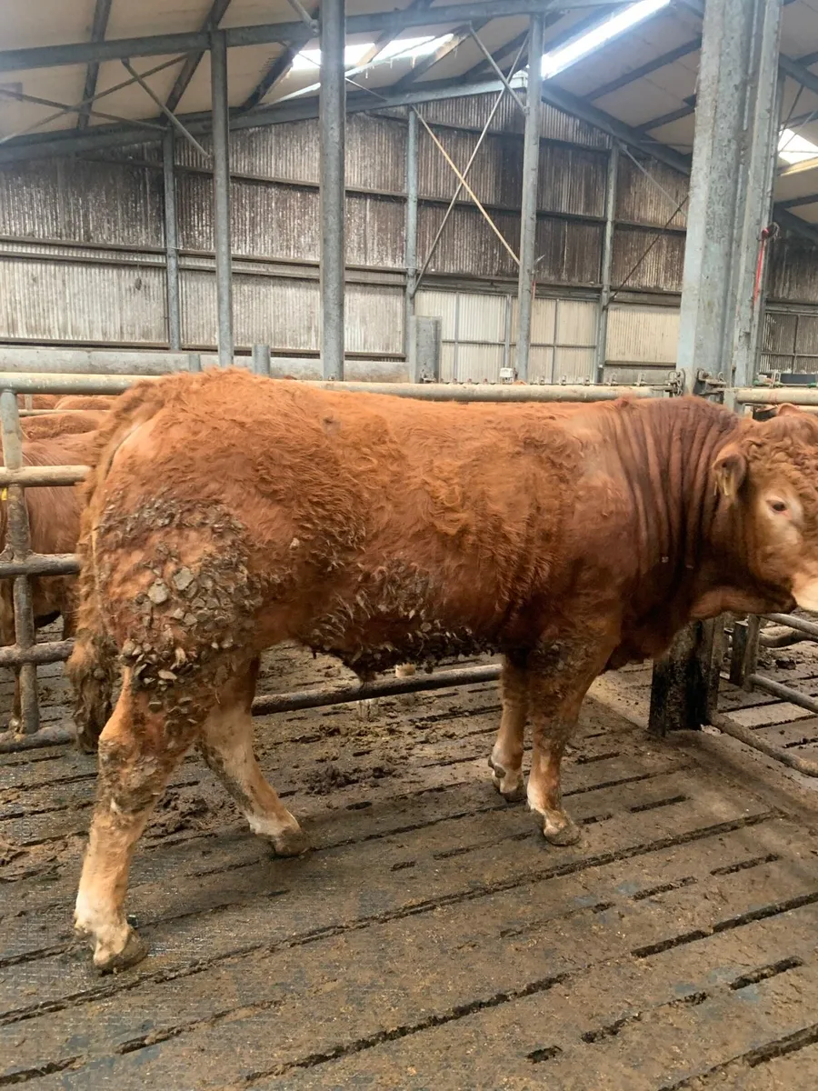 PBR Limousine Bull - Image 1