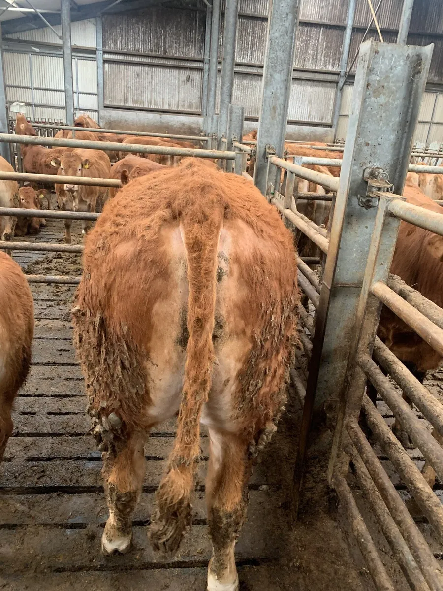 PBR Limousine Bull - Image 3