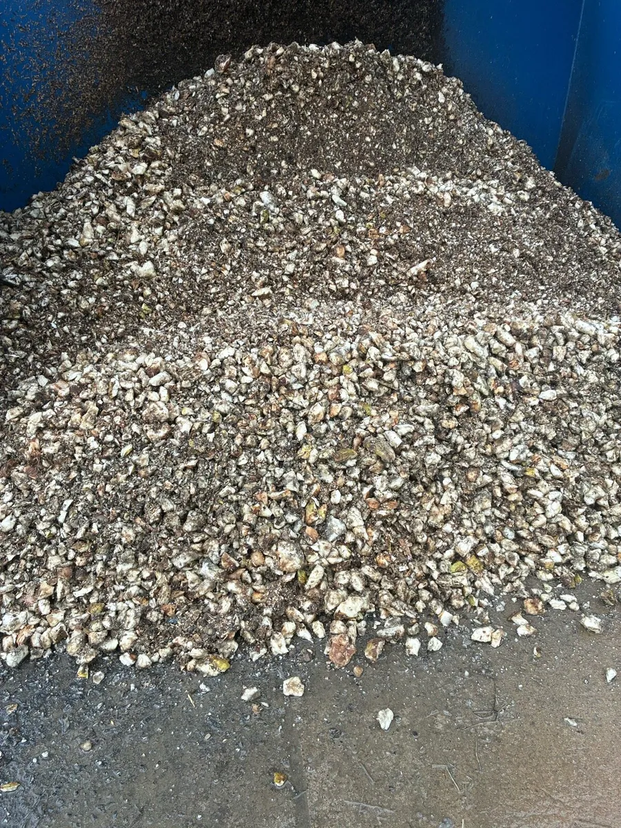 Fodder Beet - Image 1