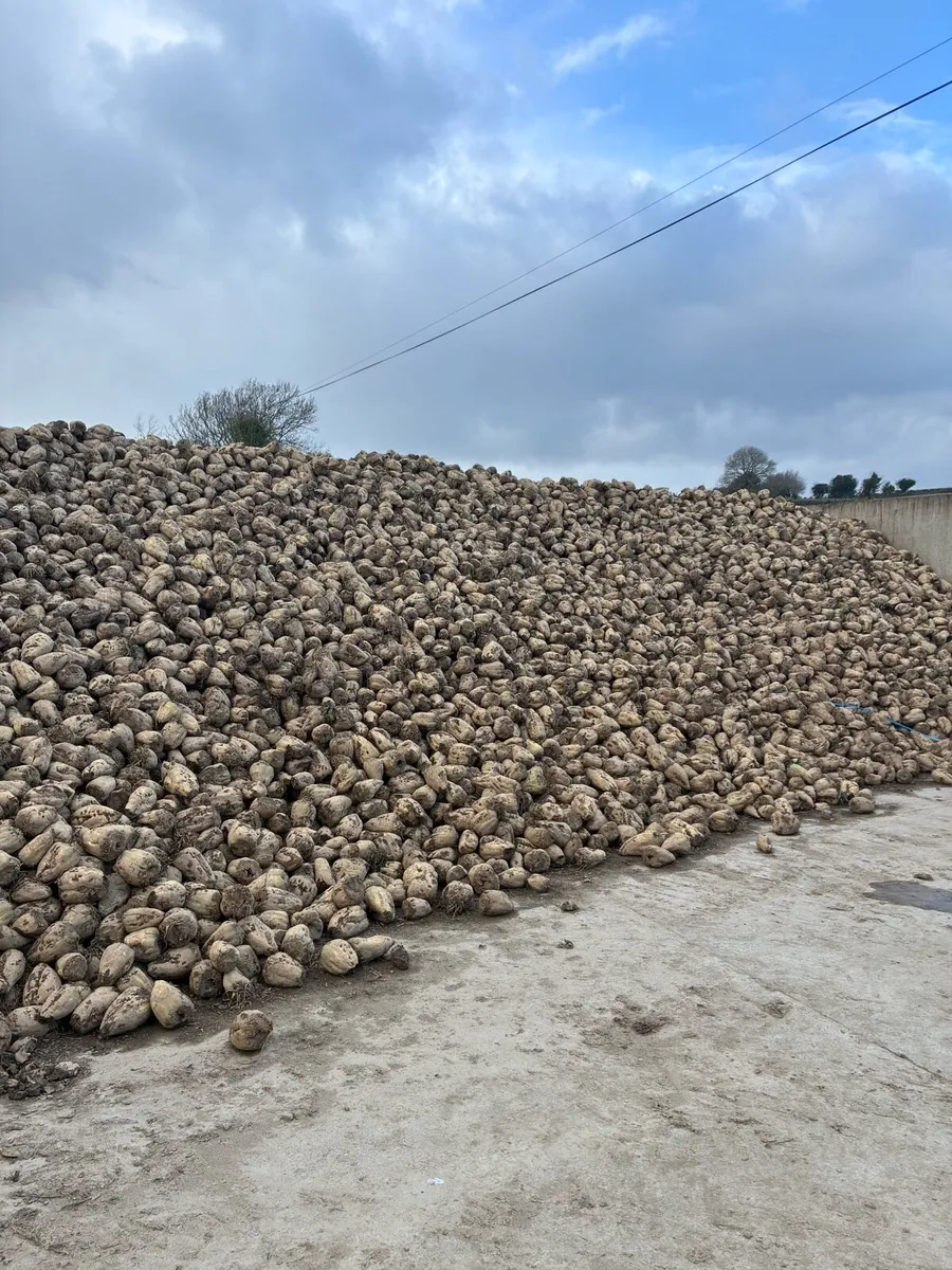 Fodder Beet - Image 3