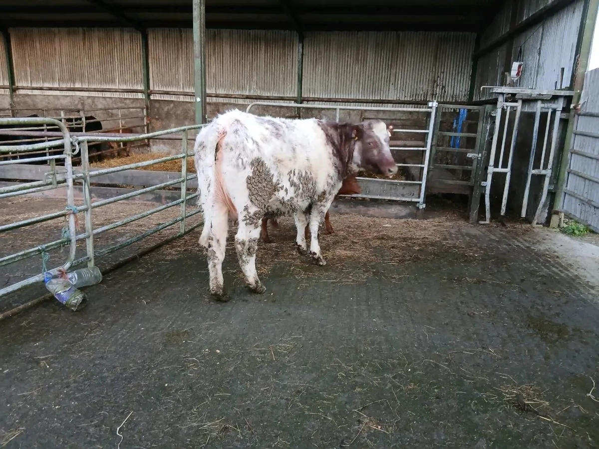 SUPER RONE HEIFER WITH HEIFER CALF - Image 3