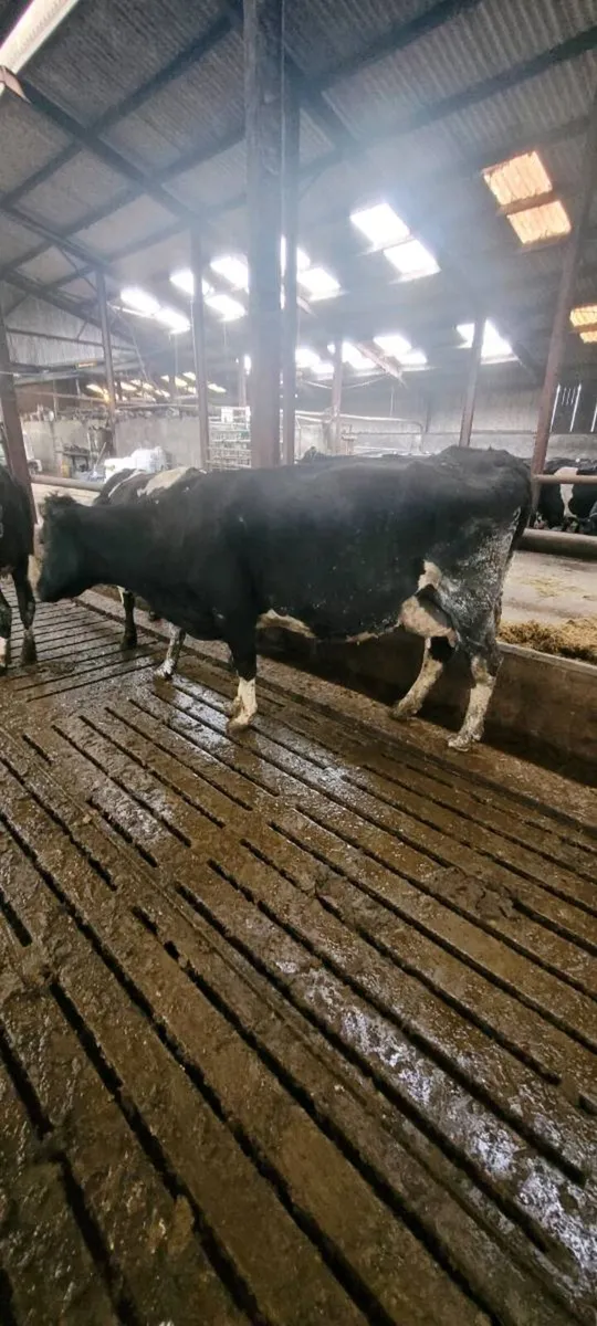 In calf cows - Image 4