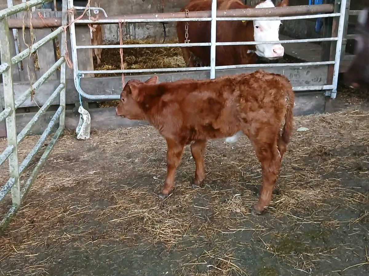 SUPER RONE HEIFER WITH HEIFER CALF - Image 4