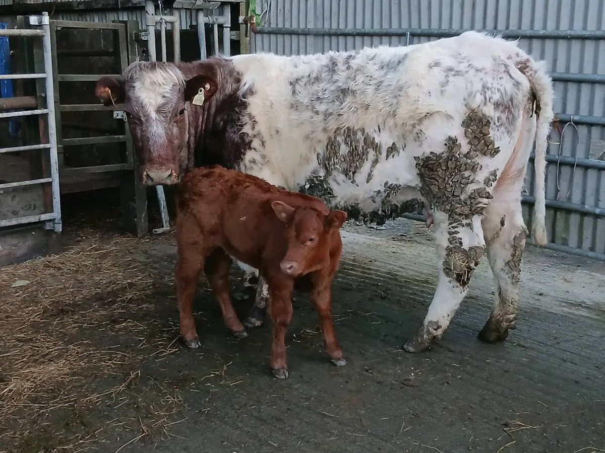 SUPER RONE HEIFER WITH HEIFER CALF - Image 1