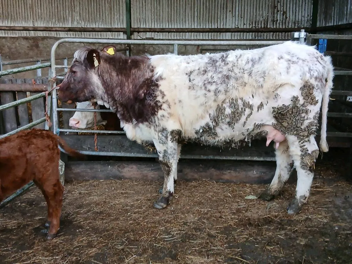SUPER RONE HEIFER WITH HEIFER CALF - Image 2