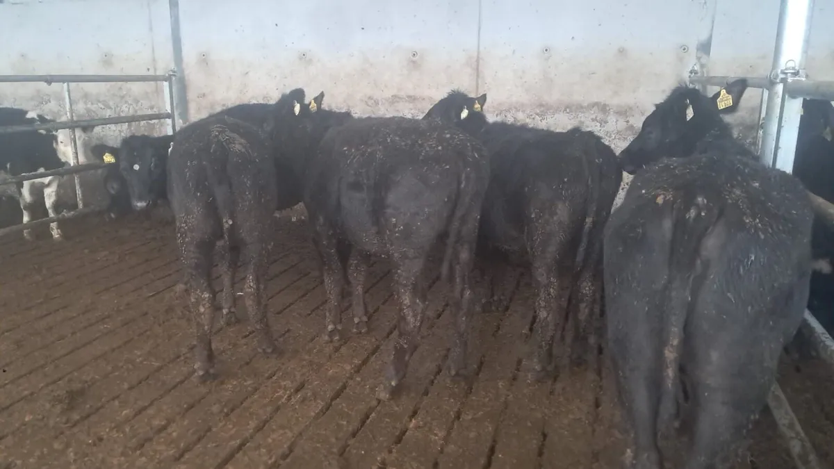 Angus heffirs - Image 2