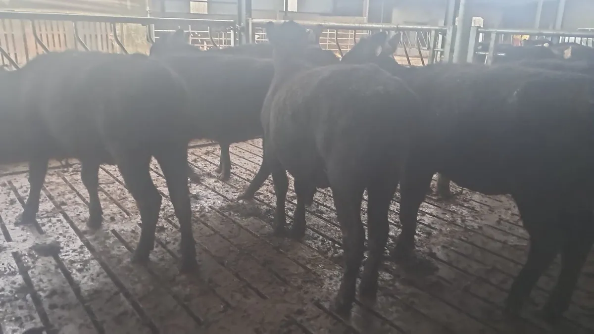 Angus heffirs - Image 3