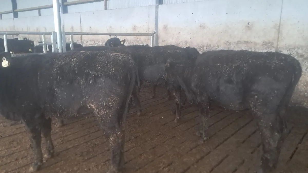 Angus heffirs - Image 4