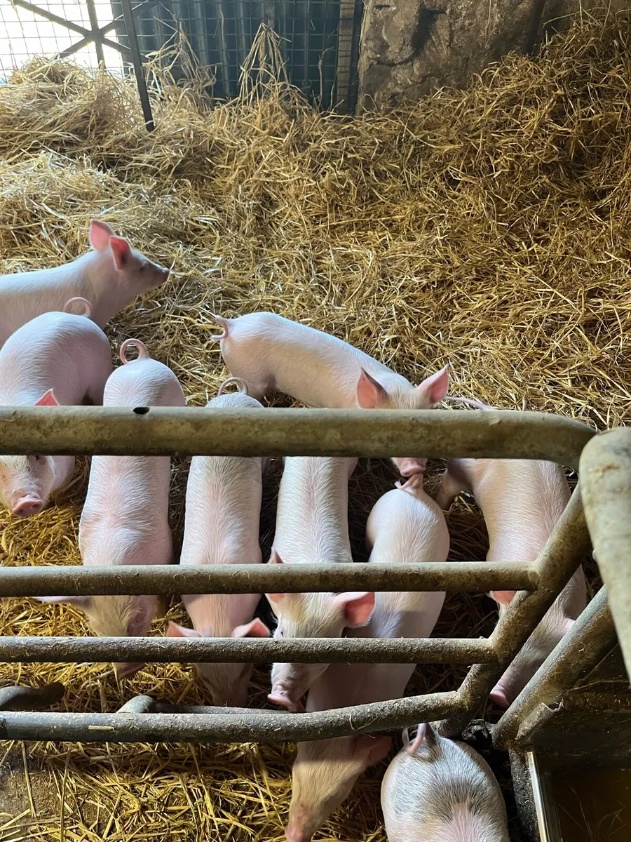 Pigs - Image 4