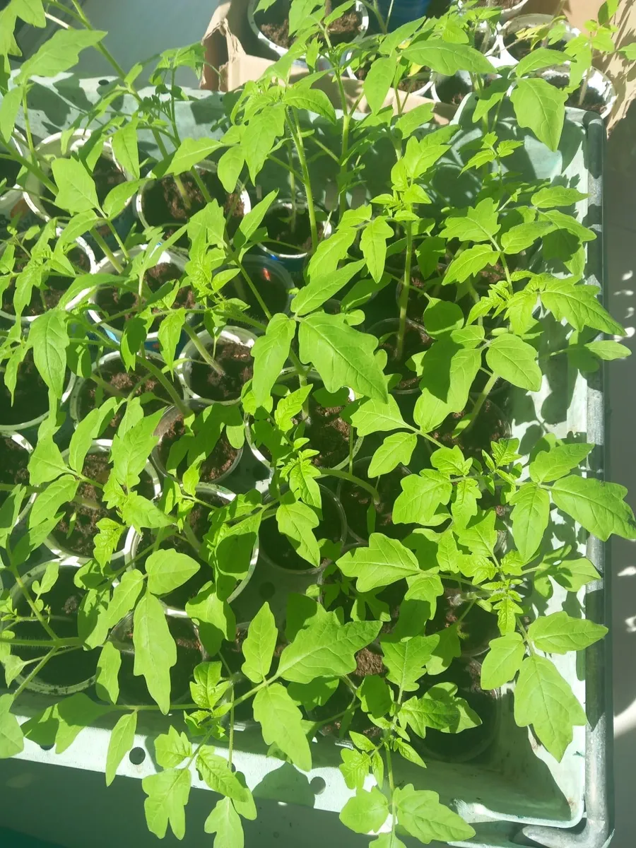 Pepper tomatoe plants - Image 2