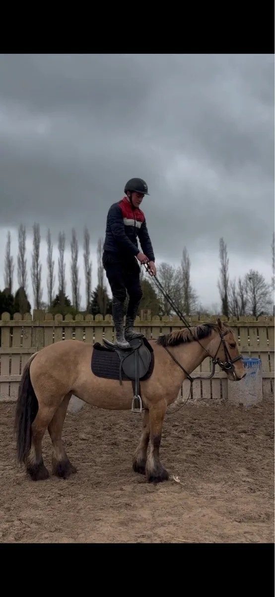 5yo Dun mare - Image 1