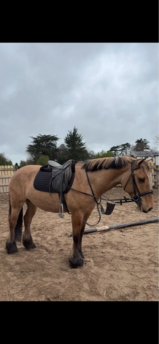 5yo Dun mare - Image 2