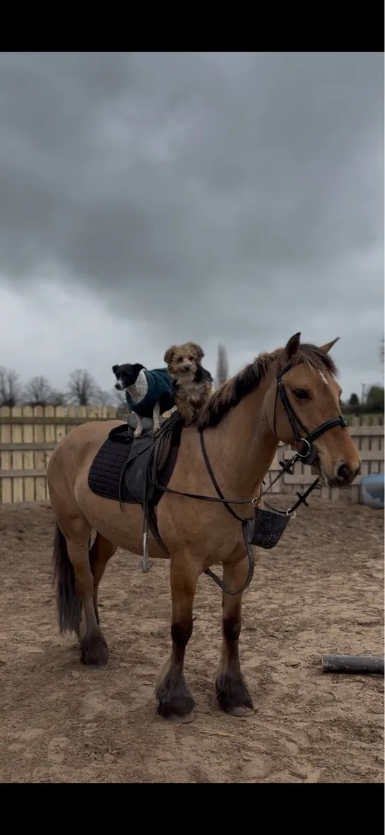 5yo Dun mare - Image 3