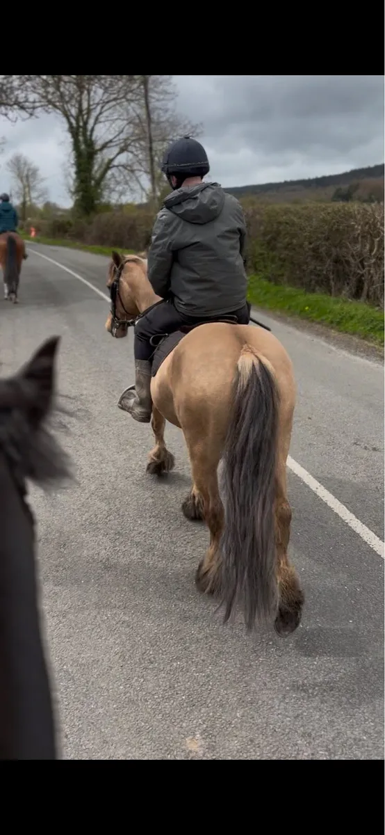 5yo Dun mare - Image 4