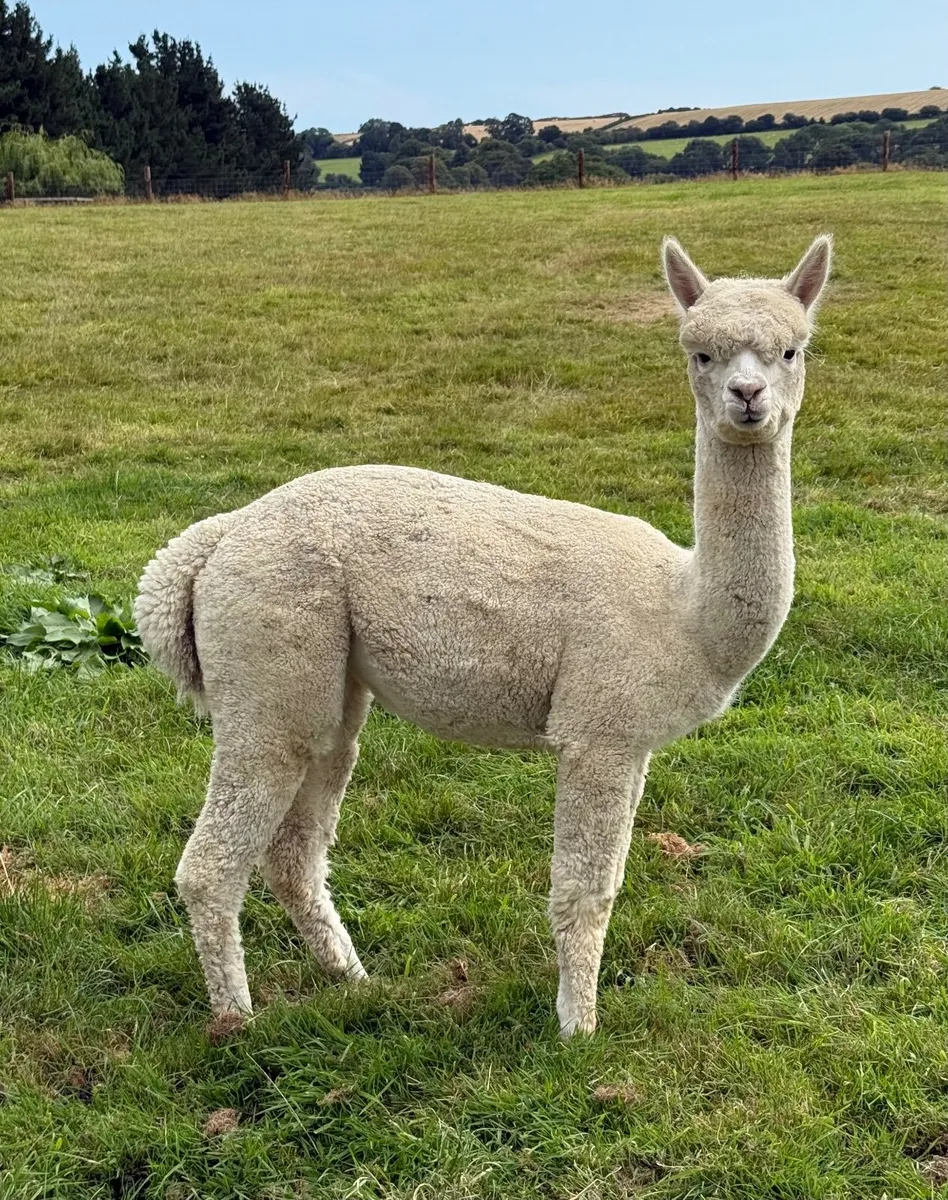 Quality female alpacas for sale - Image 1
