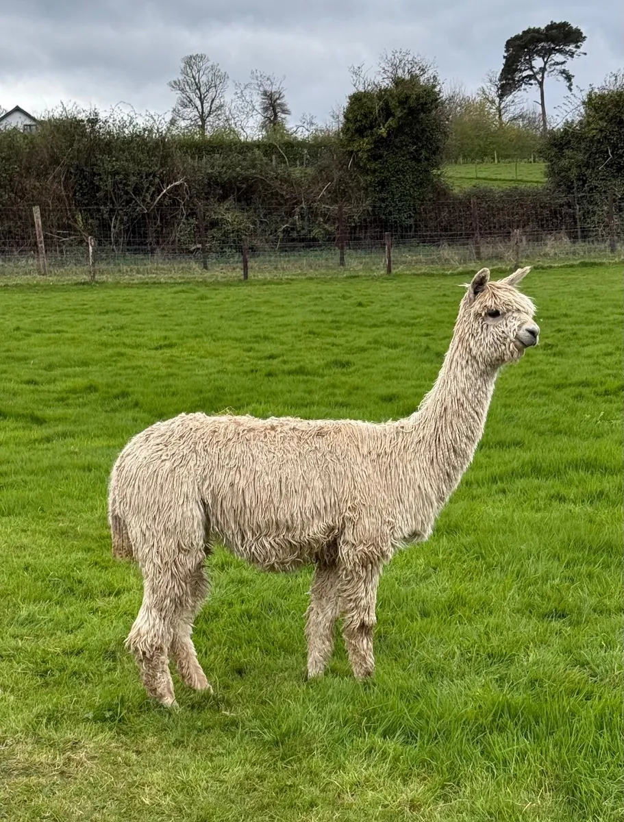 Quality female alpacas for sale - Image 2