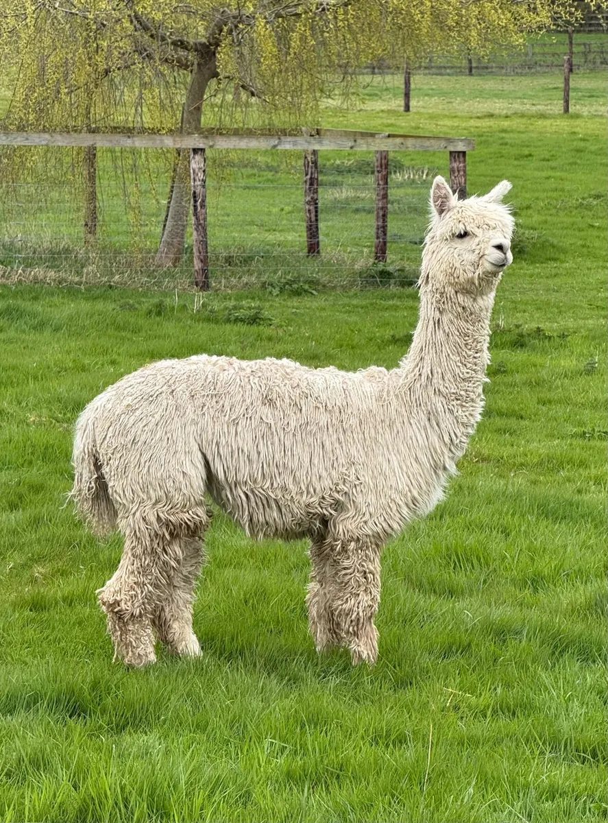 Quality female alpacas for sale - Image 3