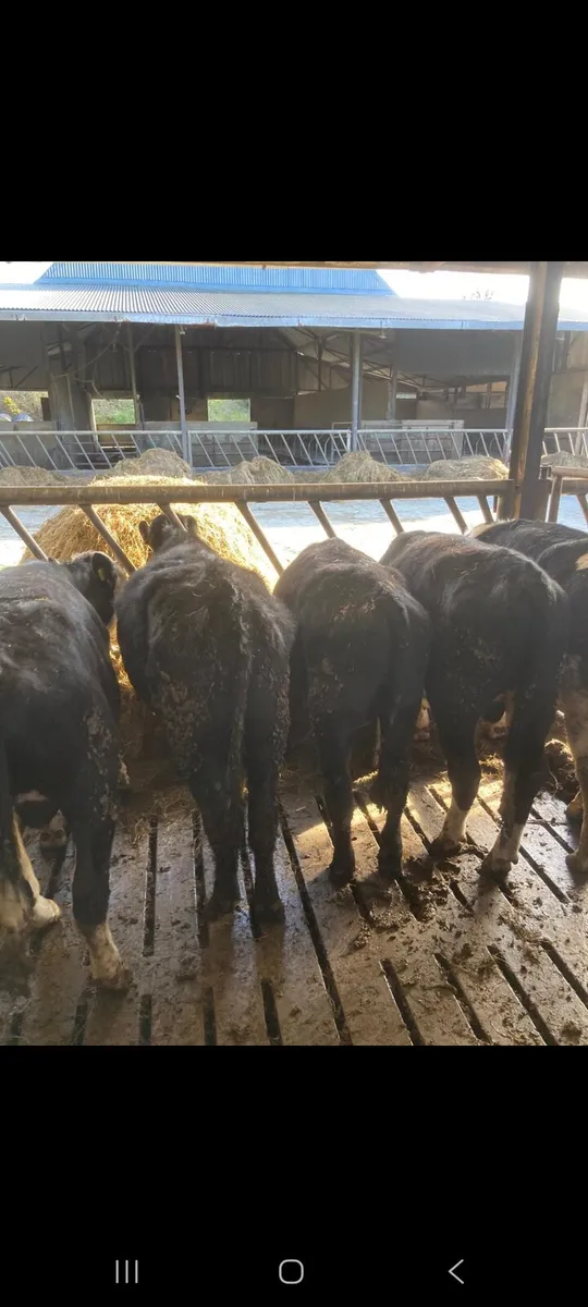 Weanlings for sale - Image 2