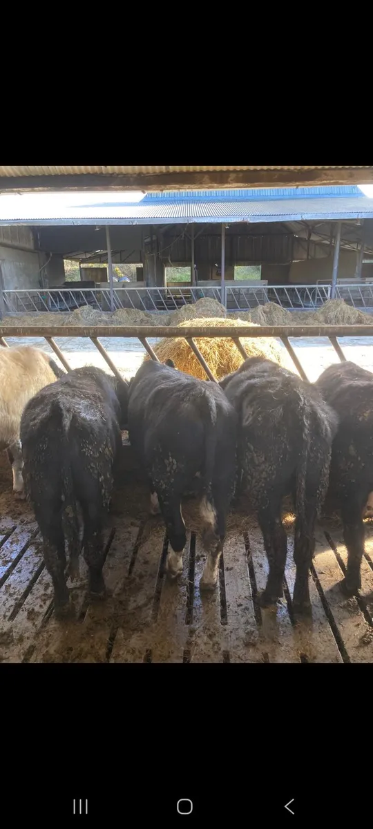 Weanlings for sale - Image 3