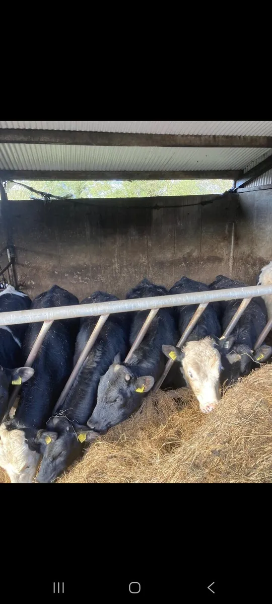 Weanlings for sale - Image 1