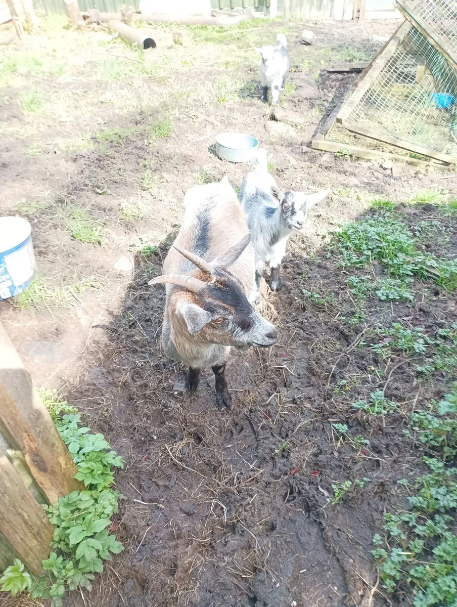 Pygmy goat with kid - Image 1