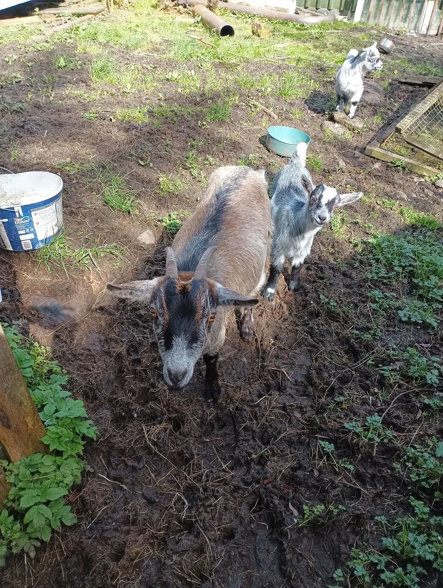 Pygmy goat with kid - Image 3