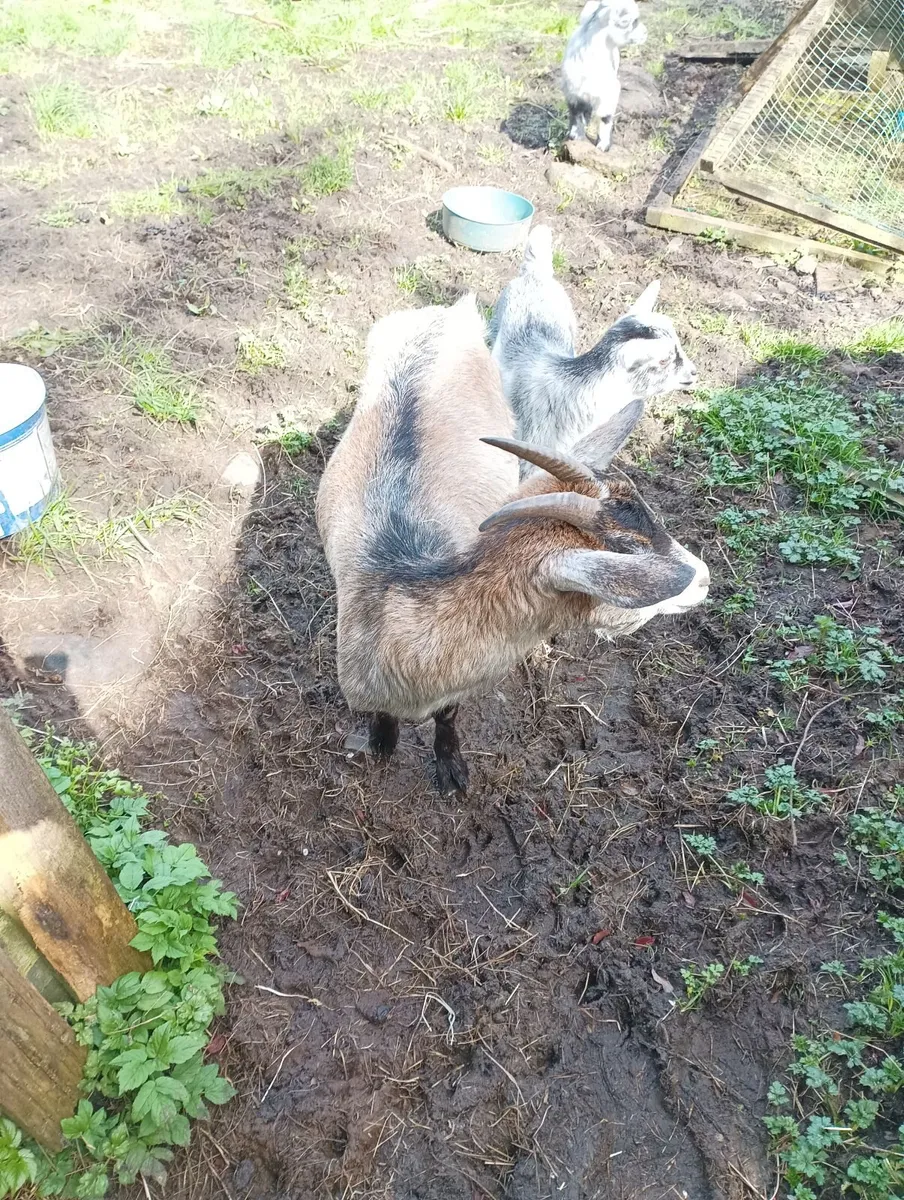 Pygmy goat with kid - Image 2