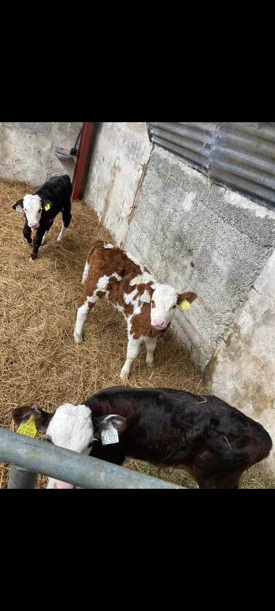 Calves for sale - Image 2