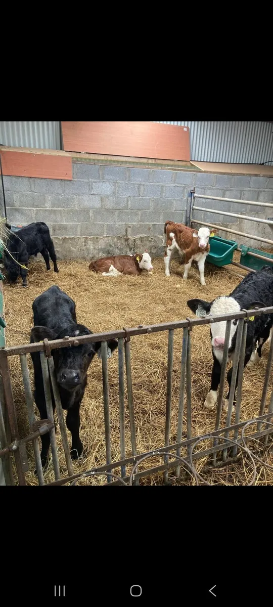 Calves for sale - Image 3