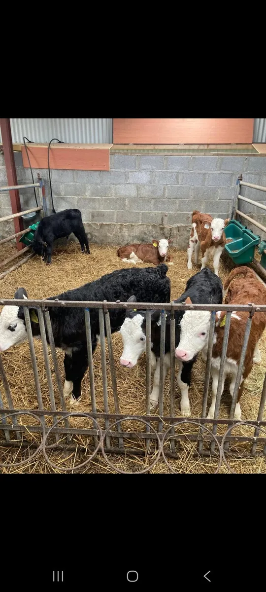 Calves for sale - Image 1