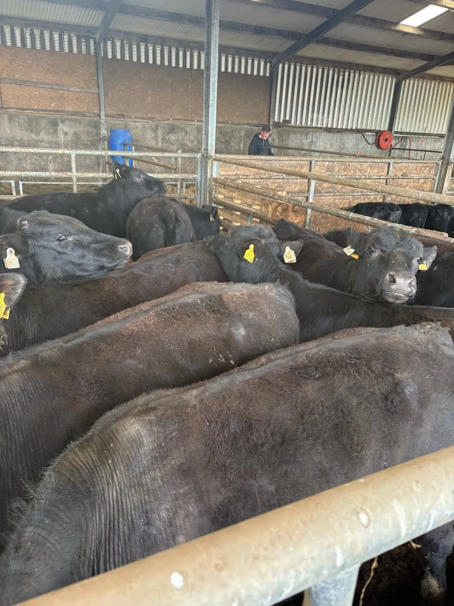 AA Bullocks - Image 1