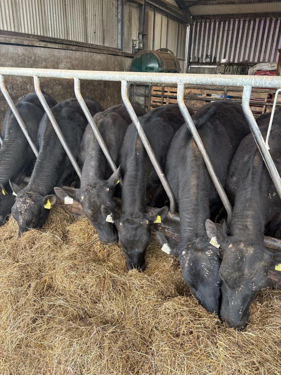 AA Bullocks - Image 2